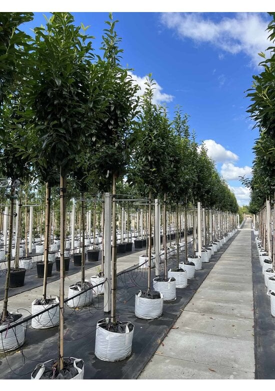 Kirschlorbeer Baum 'Genolia' | Prunus laurocerasus 'Genolia'