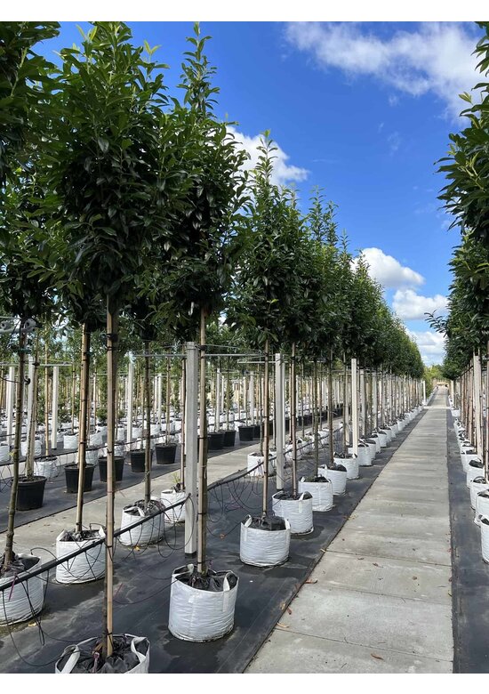 Kirschlorbeer Baum 'Genolia' | Prunus laurocerasus 'Genolia'