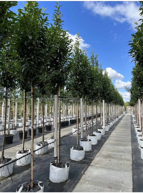 Kirschlorbeer Baum 'Genolia' | Prunus laurocerasus 'Genolia' Kirschlorbeer Baum 'Genolia' | Prunus laurocerasus 'Genolia'