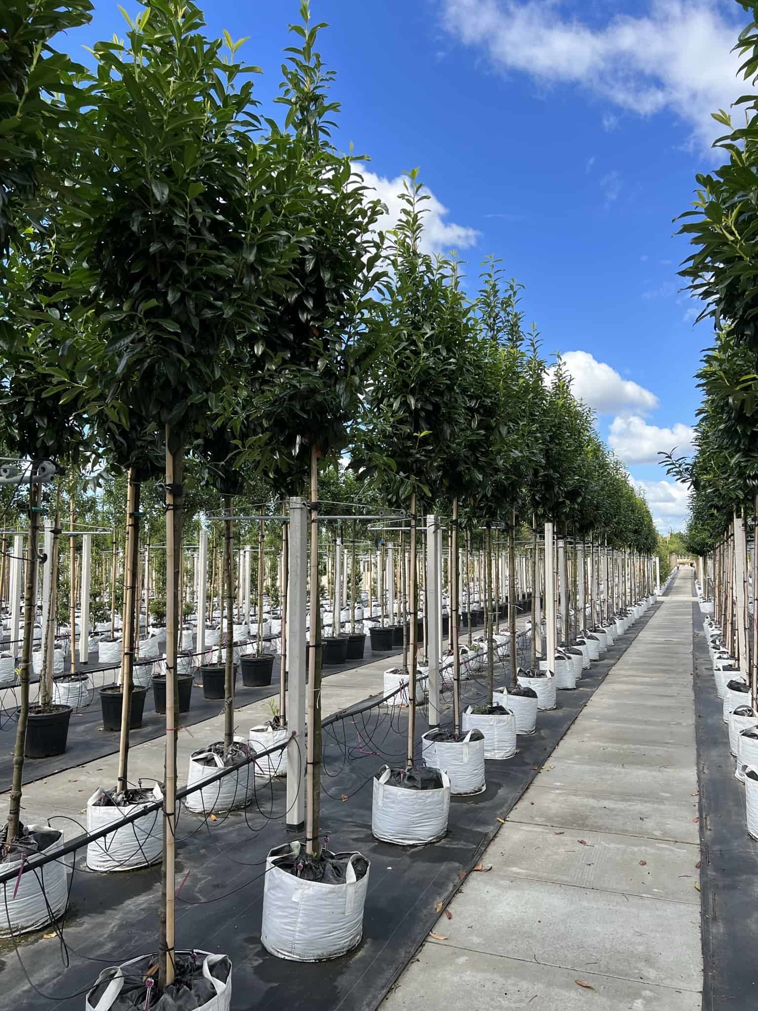 Kirschlorbeer Baum Genolia kaufen? Perfekt für jeden Garten Venovi