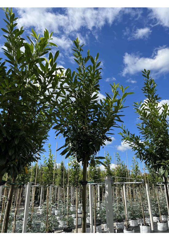 Kaukasischer Kirschlorbeer | Prunus laurocerasus 'Caucasica'