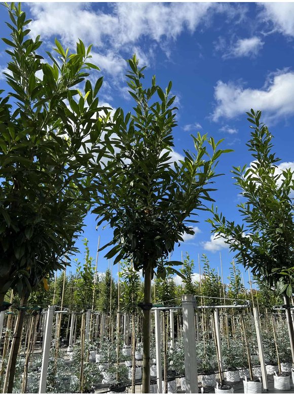 Kaukasischer Kirschlorbeer Baum 'Caucasica' | Prunus laurocerasus 'Caucasica' Kaukasischer Kirschlorbeer Baum 'Caucasica' | Prunus laurocerasus 'Caucasica'