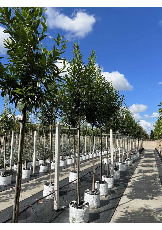 Kaukasischer Kirschlorbeer | Prunus laurocerasus 'Caucasica'