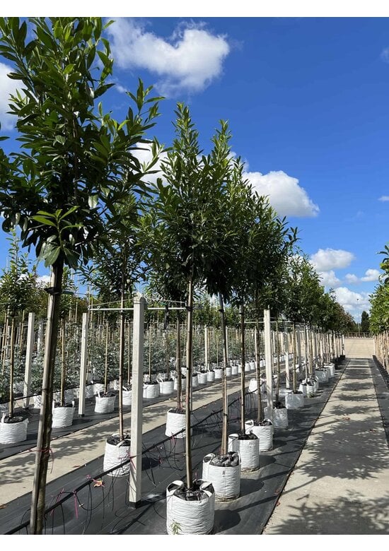 Kaukasischer Kirschlorbeer | Prunus laurocerasus 'Caucasica'