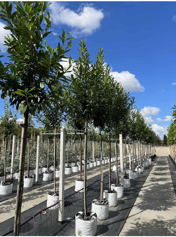Kaukasischer Kirschlorbeer Baum 'Caucasica' | Prunus laurocerasus 'Caucasica' Kaukasischer Kirschlorbeer Baum 'Caucasica' | Prunus laurocerasus 'Caucasica'