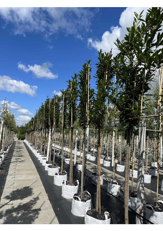 Kaukasischer Kirschlorbeer Spalier | Prunus laurocerasus 'Caucasica'