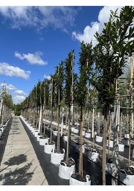 Kaukasischer Kirschlorbeer Spalier | Prunus laurocerasus 'Caucasica'