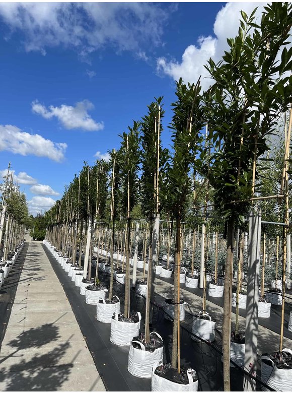 Kaukasischer Kirschlorbeer 'Caucasica' - Spalierbaum | Prunus laurocerasus 'Caucasica' Kaukasischer Kirschlorbeer 'Caucasica' - Spalierbaum | Prunus laurocerasus 'Caucasica'