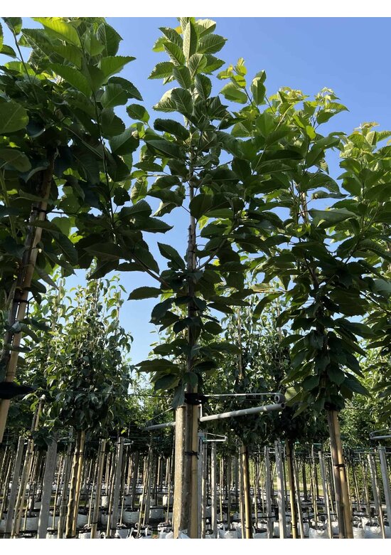 Süßkirsche 'Hedelfinger Riesenkirsche' | Prunus 'Hedelfinger Riesenkirsche'