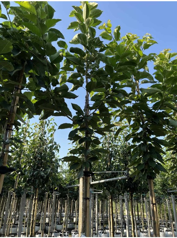 Süßkirsche 'Hedelfinger Riesenkirsche' | Prunus 'Hedelfinger Riesenkirsche' Süßkirsche 'Hedelfinger Riesenkirsche' | Prunus 'Hedelfinger Riesenkirsche'