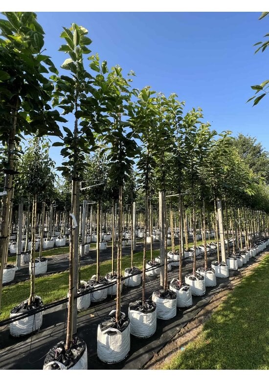 Süßkirsche 'Hedelfinger Riesenkirsche' | Prunus 'Hedelfinger Riesenkirsche'