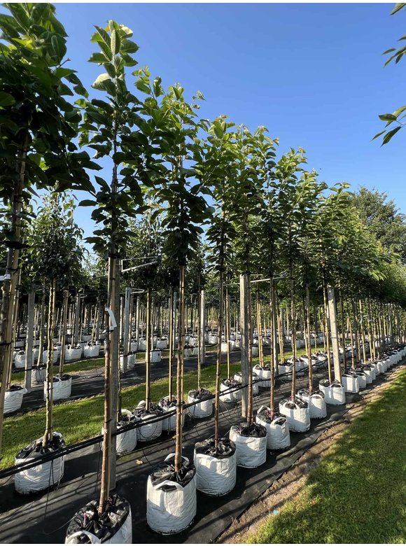 Süßkirsche 'Hedelfinger Riesenkirsche' | Prunus 'Hedelfinger Riesenkirsche' Süßkirsche 'Hedelfinger Riesenkirsche' | Prunus 'Hedelfinger Riesenkirsche'