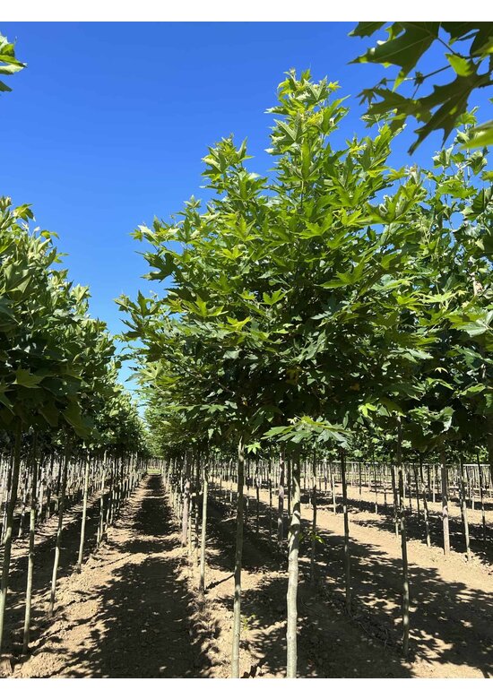 Orientalische Platane 'Minaret' | Platanus orientalis 'Minaret'