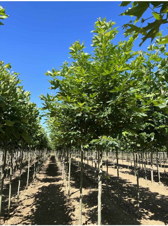 Orientalische Platane 'Minaret' | Platanus orientalis 'Minaret' Orientalische Platane 'Minaret' | Platanus orientalis 'Minaret'