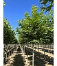 Orientalische Platane 'Minaret' | Platanus orientalis 'Minaret'