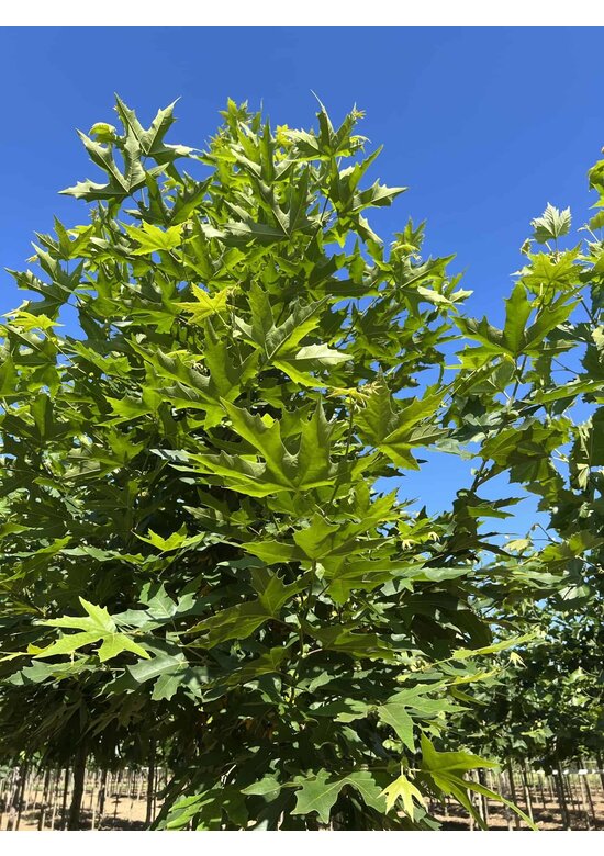Orientalische Platane 'Minaret' | Platanus orientalis 'Minaret'