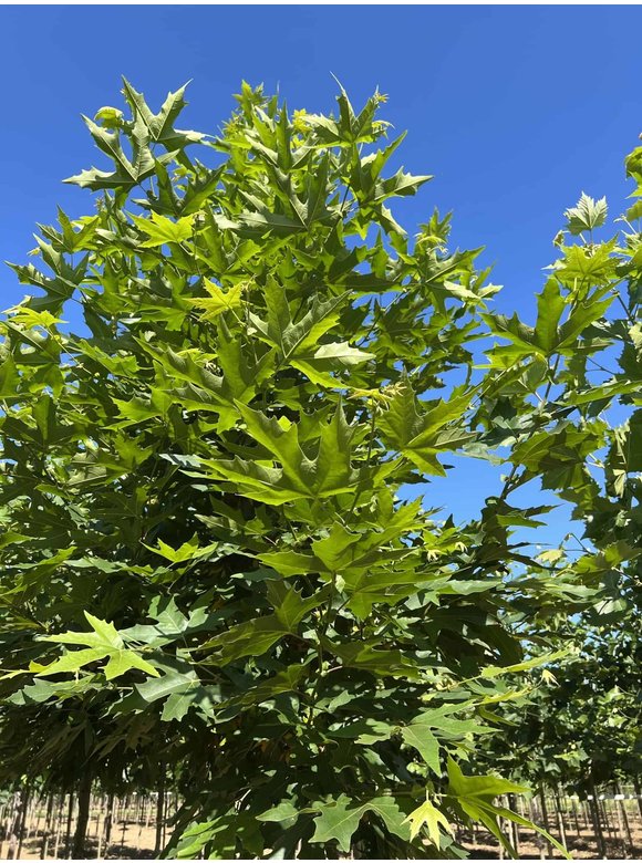 Orientalische Platane 'Minaret' | Platanus orientalis 'Minaret' Orientalische Platane 'Minaret' | Platanus orientalis 'Minaret'