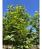 Orientalische Platane 'Minaret' | Platanus orientalis 'Minaret'