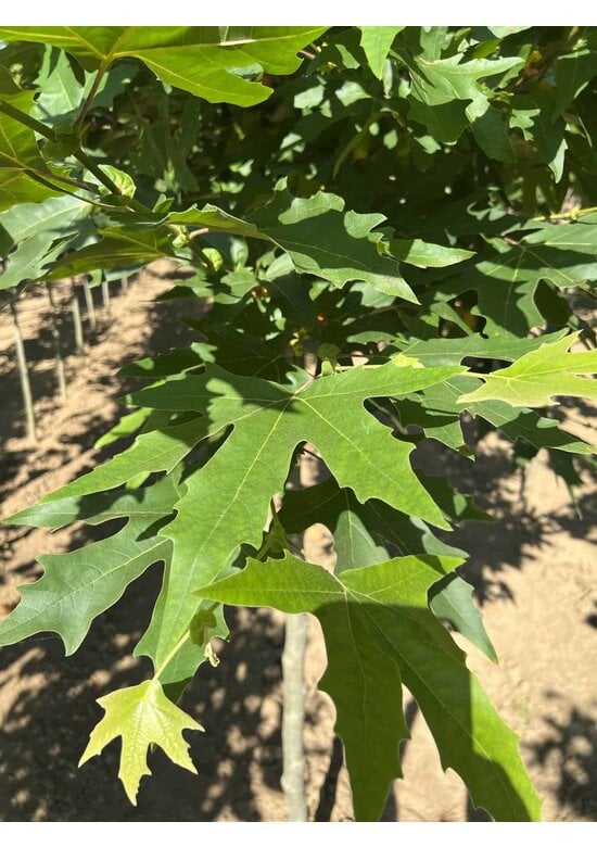 Orientalische Platane 'Minaret' | Platanus orientalis 'Minaret'