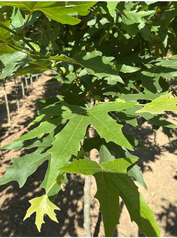 Orientalische Platane 'Minaret' | Platanus orientalis 'Minaret' Orientalische Platane 'Minaret' | Platanus orientalis 'Minaret'