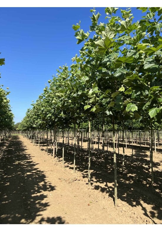 Ahornblättrige Platane | Platanus hispanica