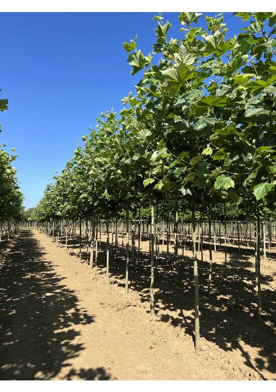 Ahornblättrige Platane | Platanus hispanica