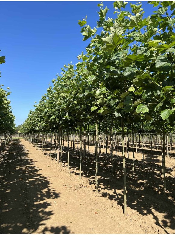 Ahornblättrige Platane | Platanus hispanica Ahornblättrige Platane | Platanus hispanica