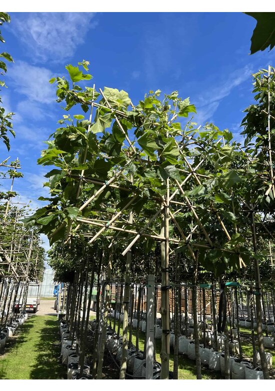 Platane - Spalierbaum | Platanus hispanica - Spalierbaum