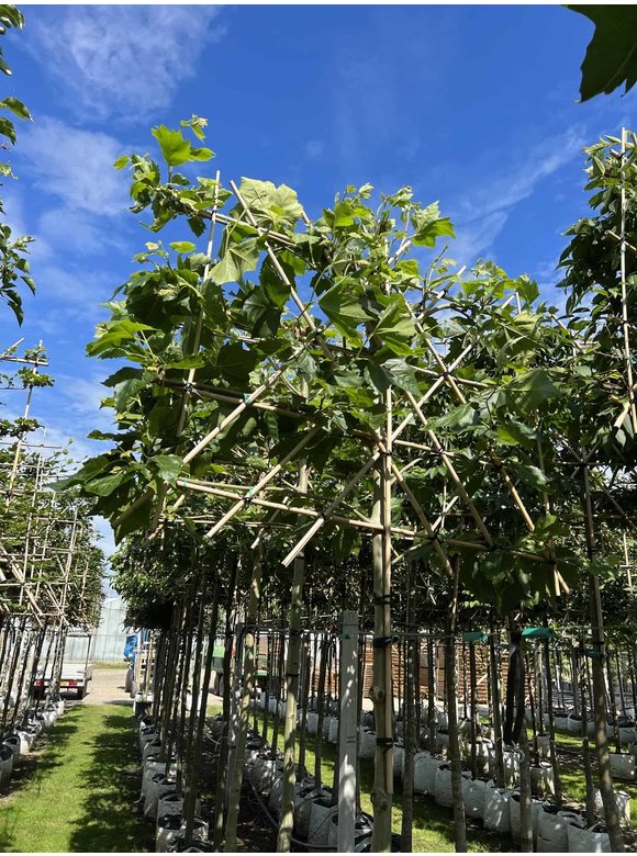 Platane - Spalierbaum | Platanus hispanica - Spalierbaum Platane - Spalierbaum | Platanus hispanica - Spalierbaum