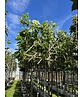 Platane - Spalierbaum | Platanus hispanica - Spalierbaum