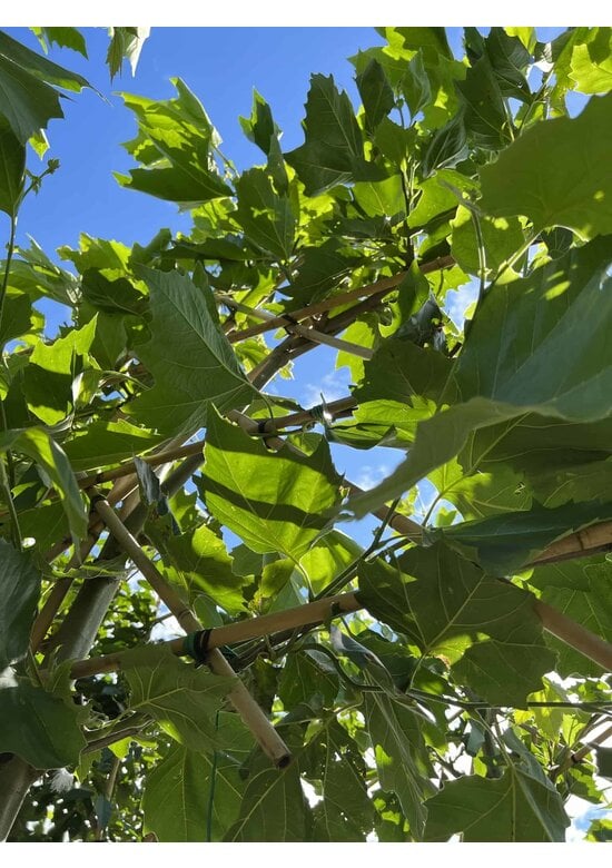 Platane - Spalierbaum | Platanus hispanica - Spalierbaum