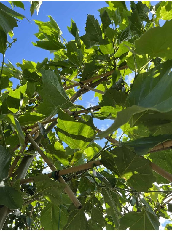 Platane - Spalierbaum | Platanus hispanica - Spalierbaum Platane - Spalierbaum | Platanus hispanica - Spalierbaum