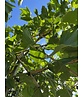 Platane - Spalierbaum | Platanus hispanica - Spalierbaum