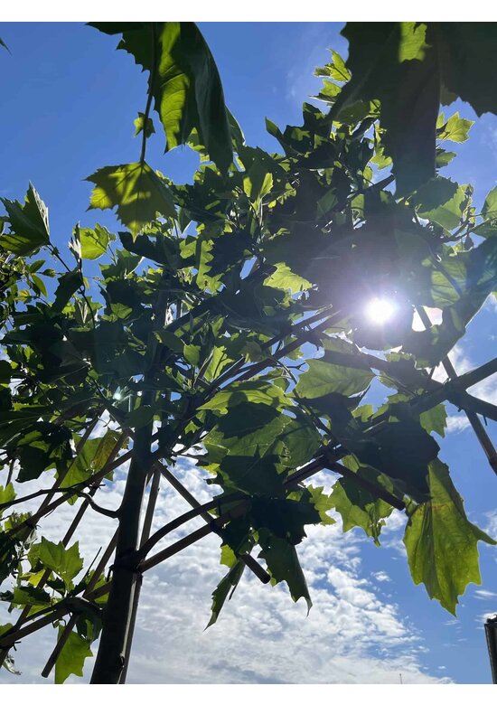 Platane - Spalierbaum | Platanus hispanica - Spalierbaum