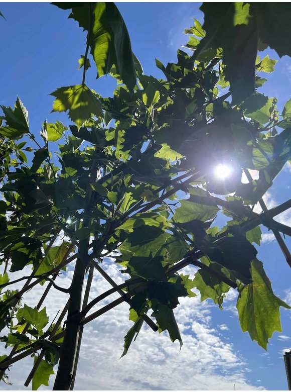 Platane - Spalierbaum | Platanus hispanica - Spalierbaum Platane - Spalierbaum | Platanus hispanica - Spalierbaum