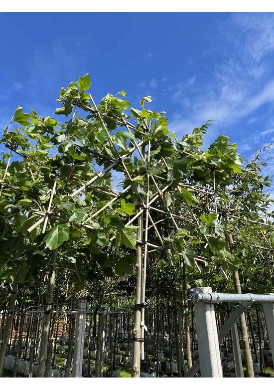 Platane - Spalierbaum | Platanus hispanica - Spalierbaum