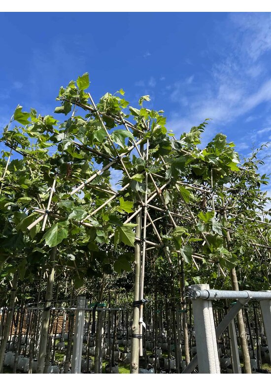 Platane - Spalierbaum | Platanus hispanica - Spalierbaum