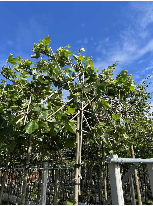 Platane - Spalierbaum | Platanus hispanica - Spalierbaum Platane - Spalierbaum | Platanus hispanica - Spalierbaum