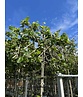 Platane - Spalierbaum | Platanus hispanica - Spalierbaum