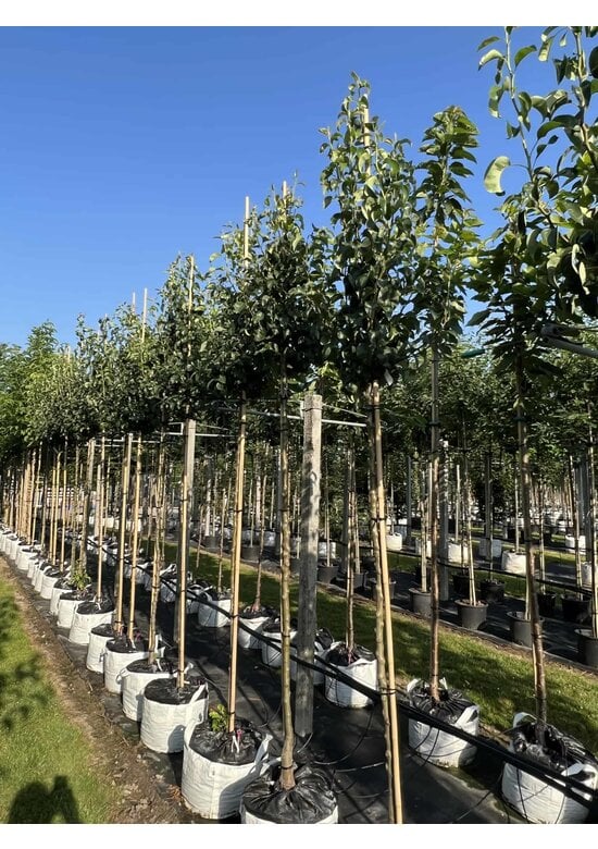 Birnenbaum 'Conference' | Pyrus communis 'Conference'