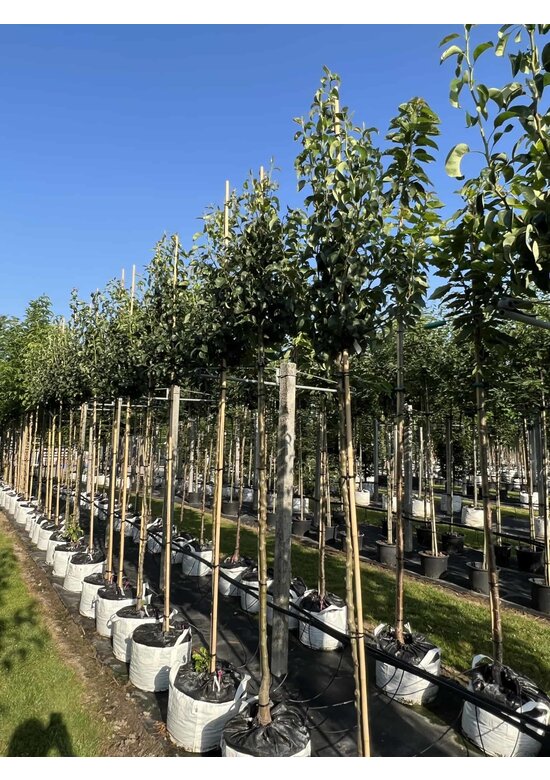 Birnenbaum 'Conference' | Pyrus communis 'Conference'