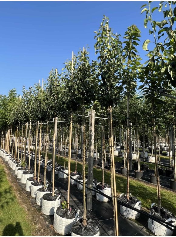 Birnenbaum 'Conference' | Pyrus communis 'Conference' Birnenbaum 'Conference' | Pyrus communis 'Conference'