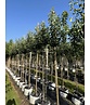Birnenbaum 'Conference' | Pyrus communis 'Conference'