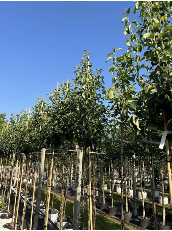 Birnenbaum 'Conference' | Pyrus communis 'Conference' Birnenbaum 'Conference' | Pyrus communis 'Conference'