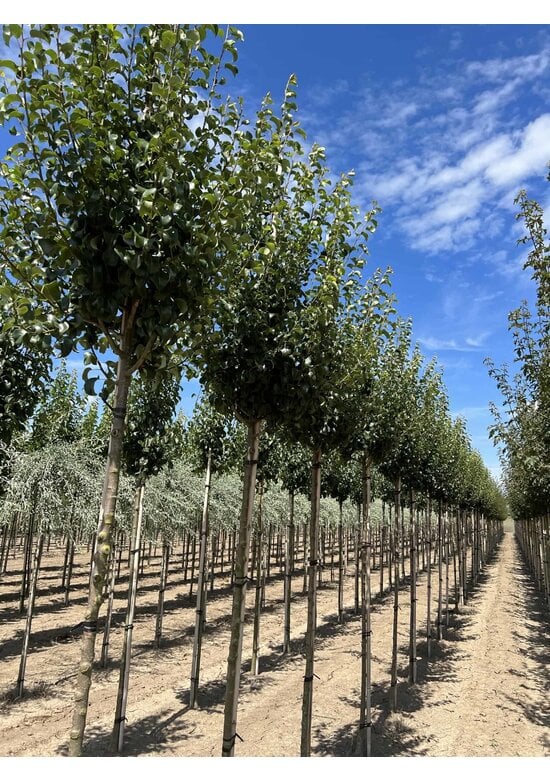Wildbirne 'Beech Hill' | Pyrus communis 'Beech Hill'