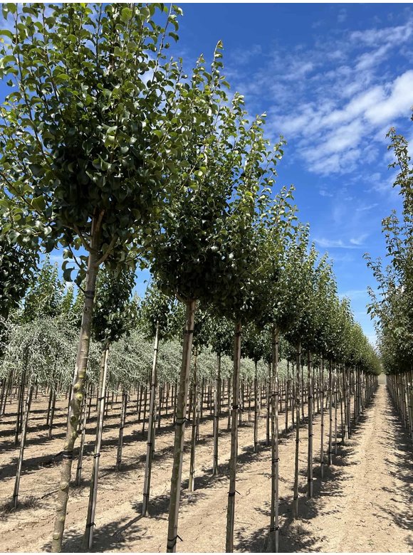 Wildbirne 'Beech Hill' | Pyrus communis 'Beech Hill' Wildbirne 'Beech Hill' | Pyrus communis 'Beech Hill'