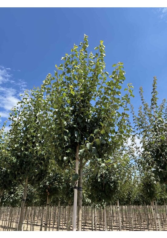 Wildbirne 'Beech Hill' | Pyrus communis 'Beech Hill'