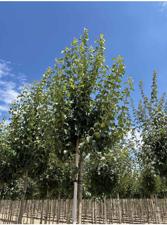 Wildbirne 'Beech Hill' | Pyrus communis 'Beech Hill' Wildbirne 'Beech Hill' | Pyrus communis 'Beech Hill'