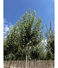 Wildbirne 'Beech Hill' | Pyrus communis 'Beech Hill'