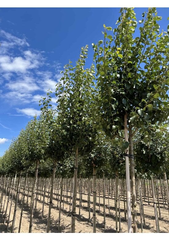 Wildbirne 'Beech Hill' | Pyrus communis 'Beech Hill'